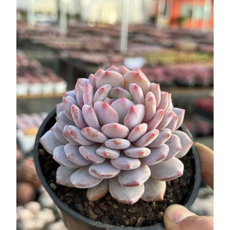 10#星星橙单头  前男友精品多肉