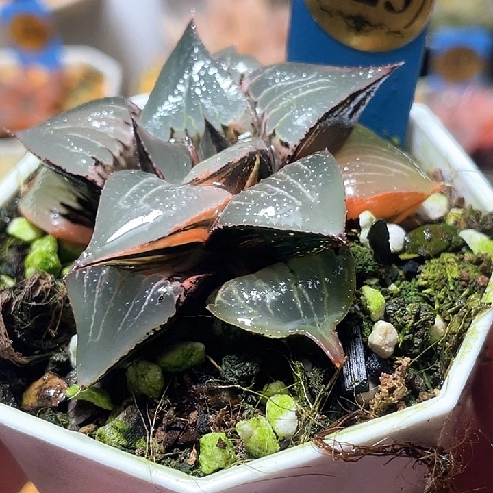 623酒吞锦特选福利