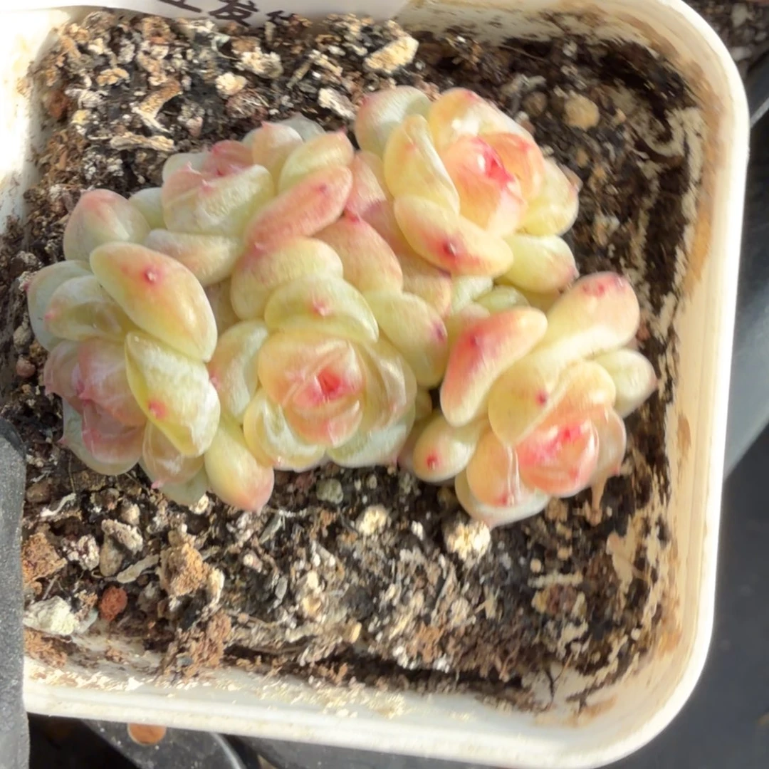 东篱下多肉植物哈哈哈73