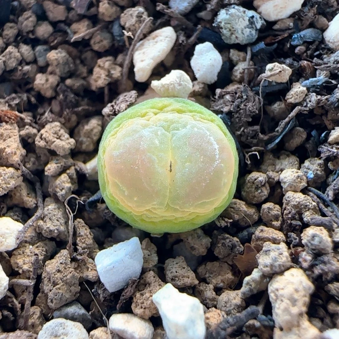 0314/尺寸0.8/三年半登登/