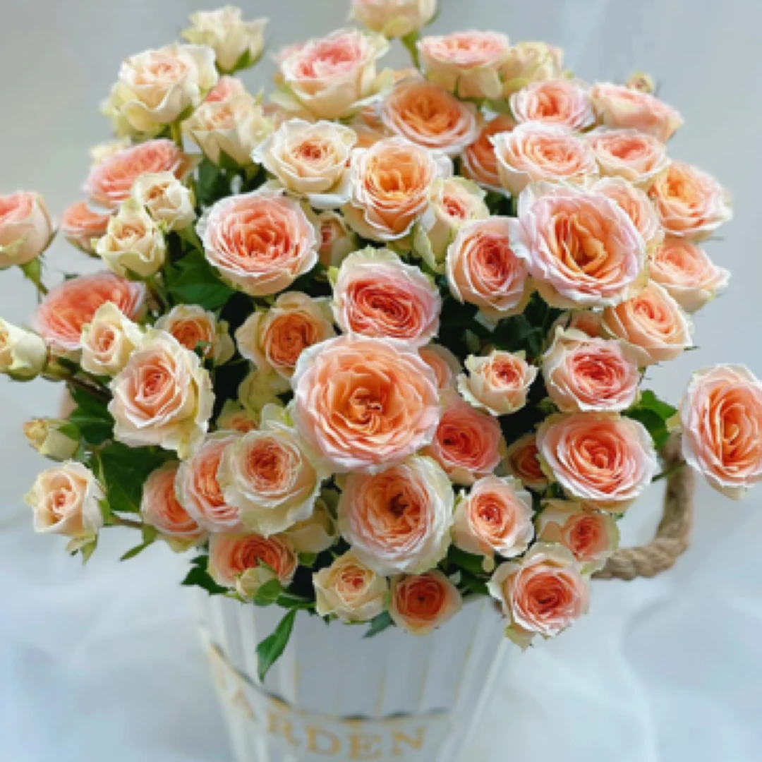 【只发新疆】 桑赛尔多头玫瑰10支