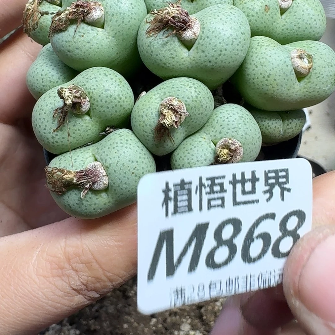 多肉植物的人啊fhnj