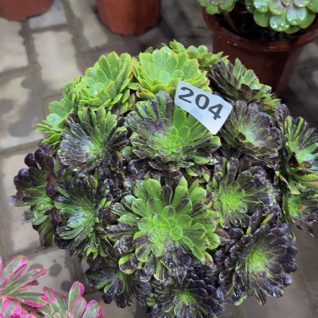 邹***白多肉植物204莫兰迪