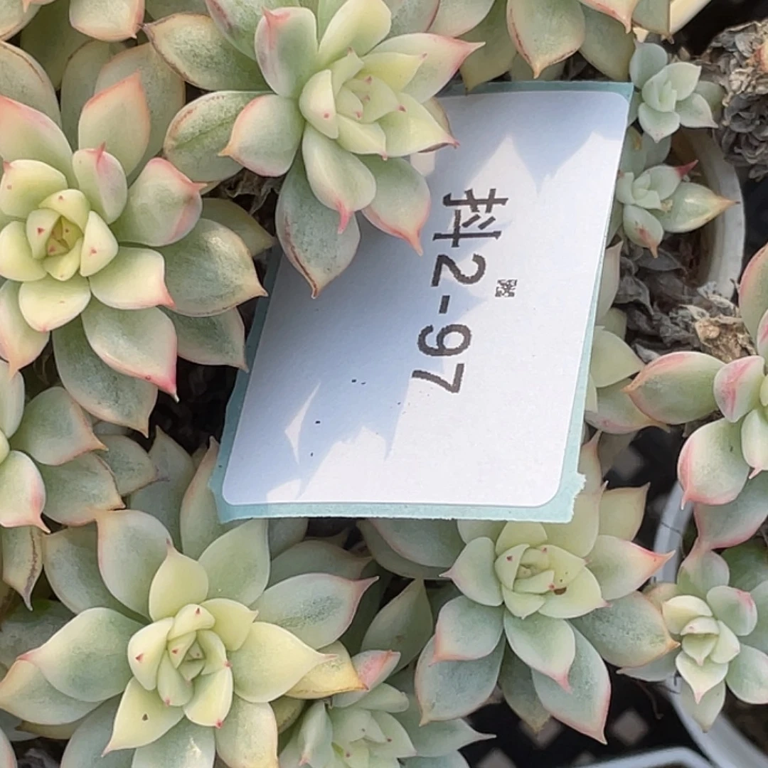 姬***君2-97肉锥多肉植物