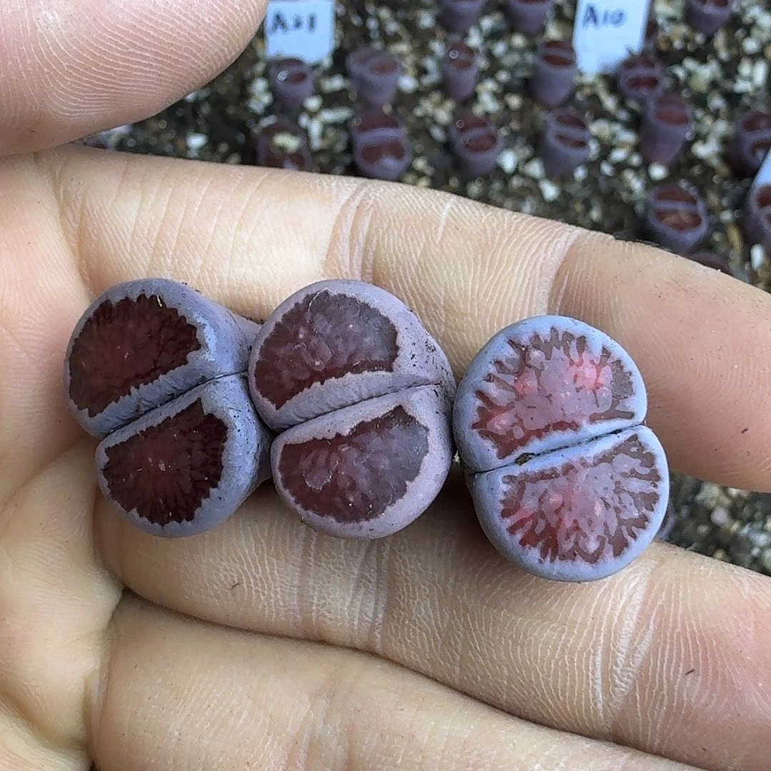 *****903 哈哈哈哈哈哈哈哈