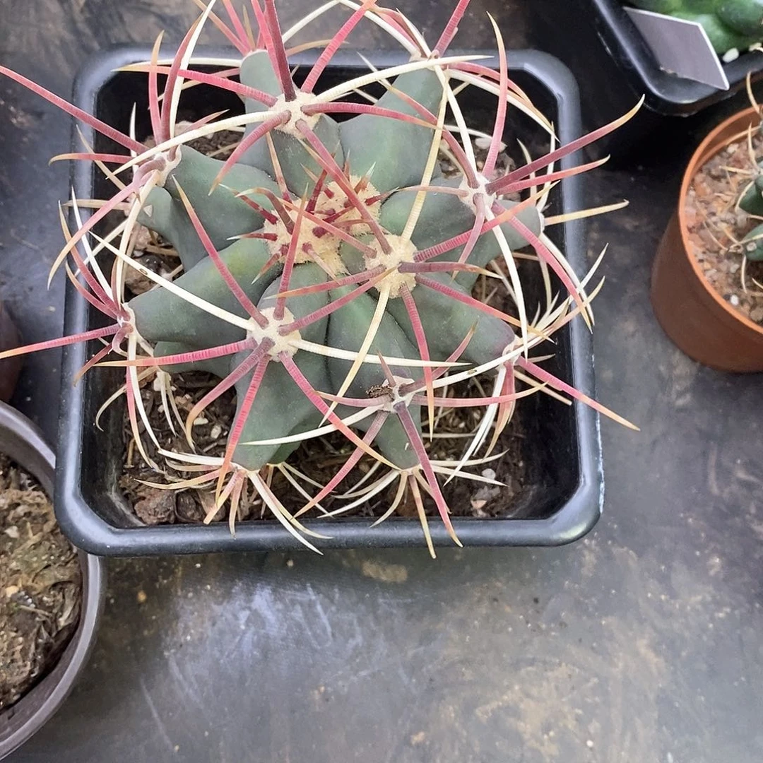 7***S一物一拍一棵仙人球