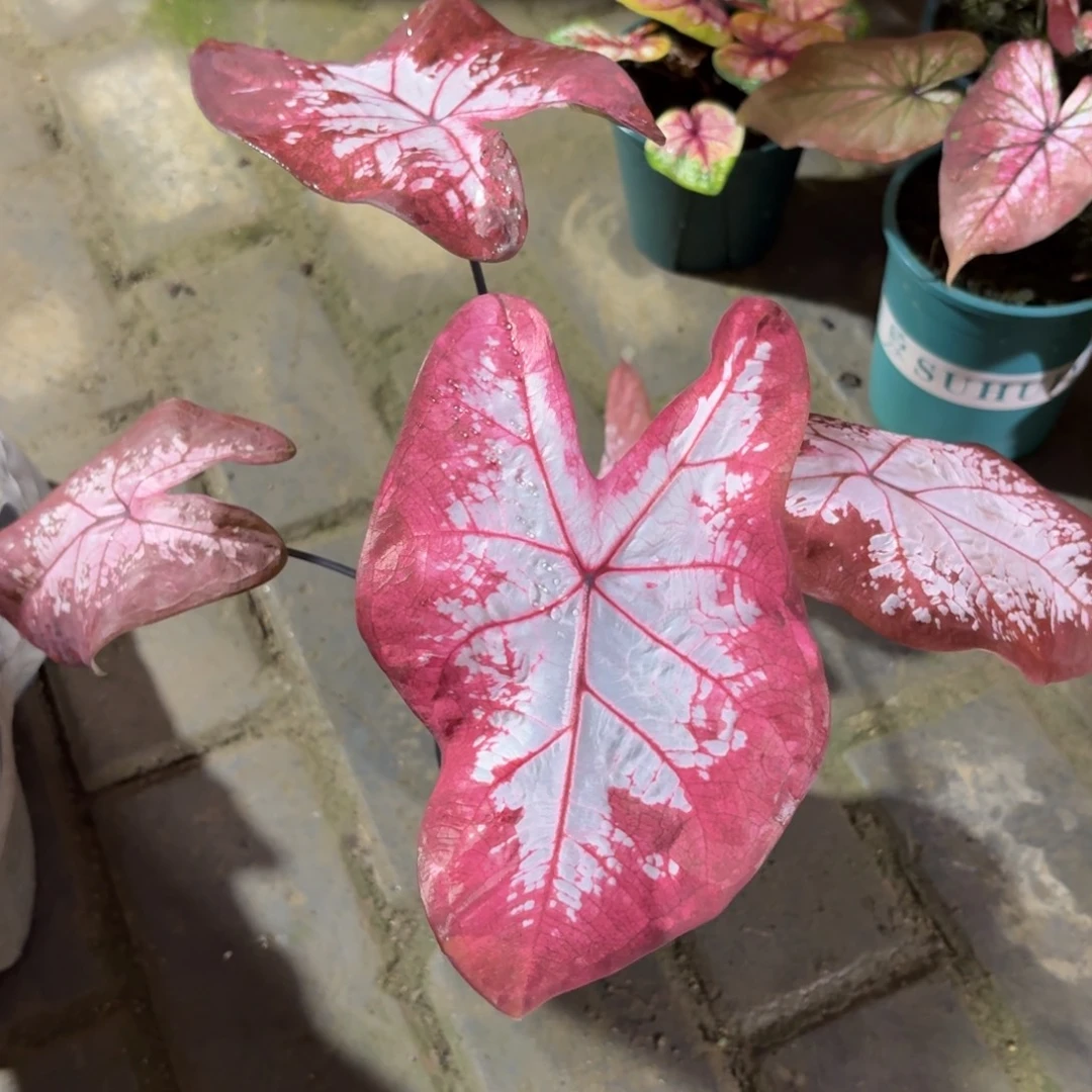 冰沙泰国 40-1129