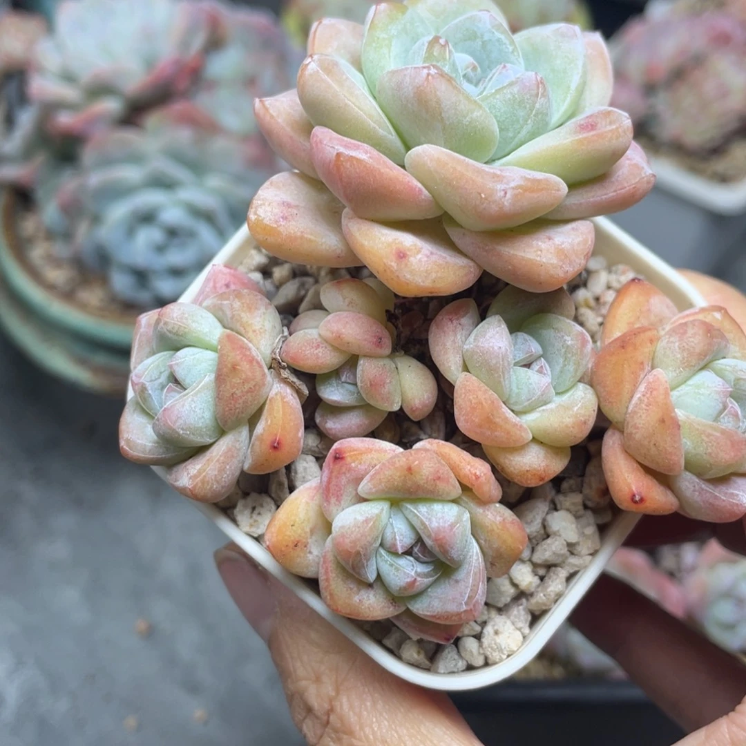 糖心冰玉小脸六头群生