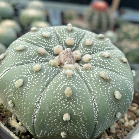 当前无花栽培后可以开花实生星兜