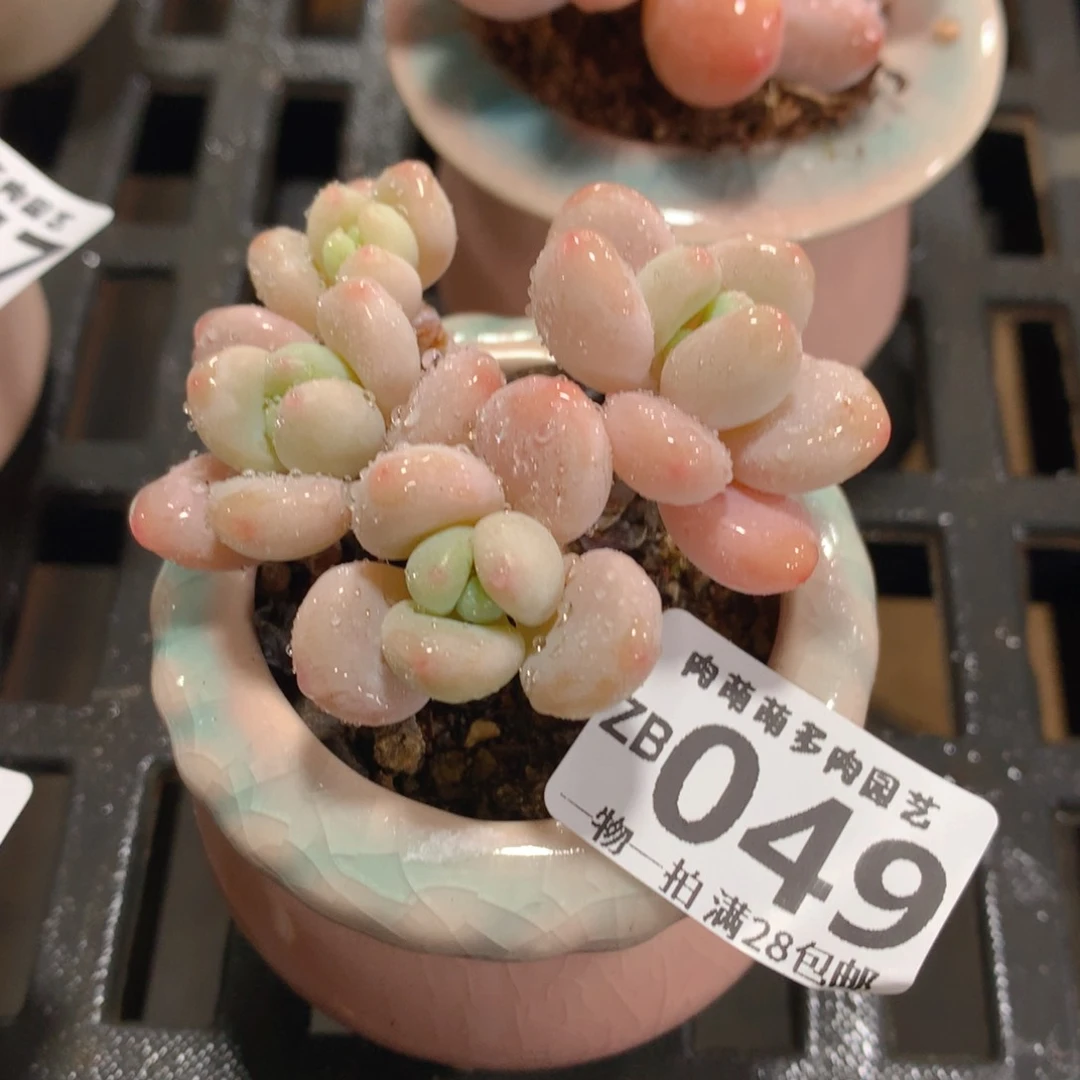 肉萌萌拇指盆精控多肉ZB049