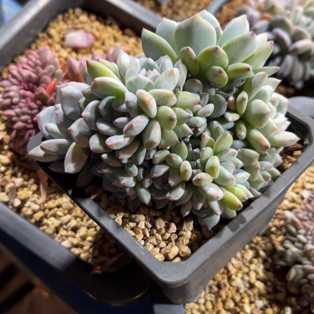 新年快乐 新年快乐