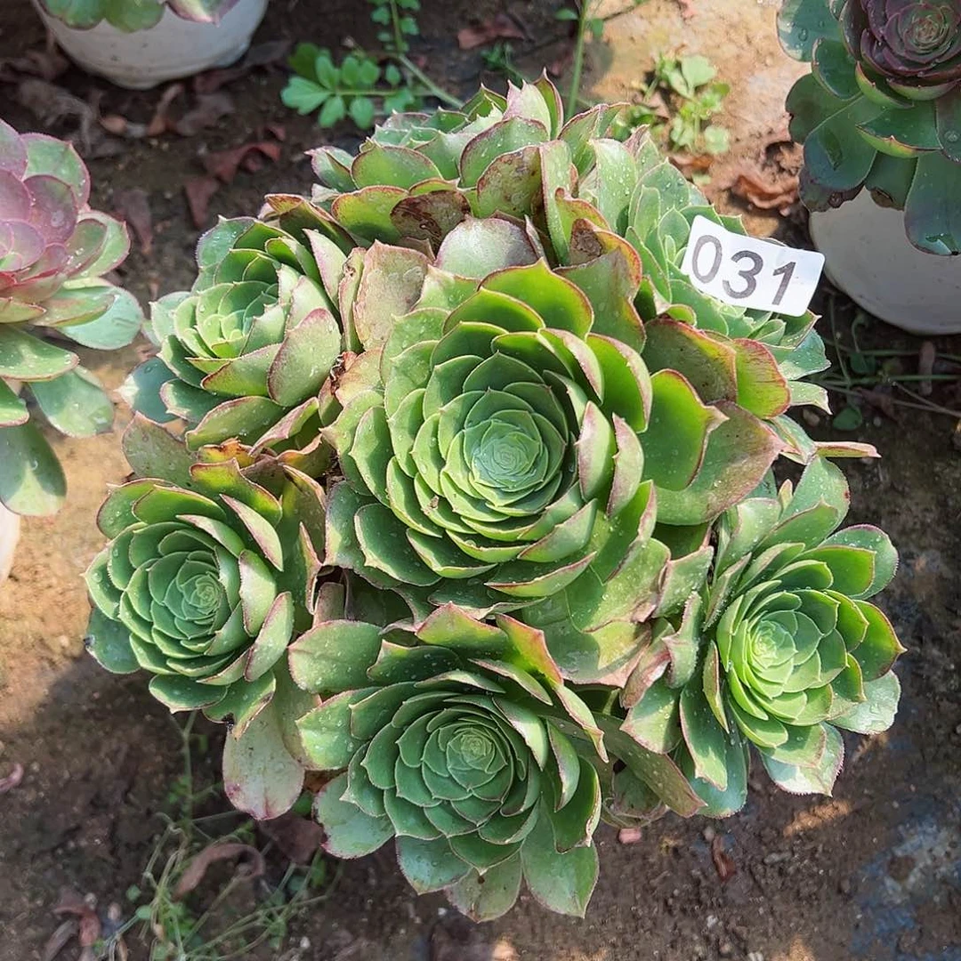 紫砂茶宠万圣夜老桩031号