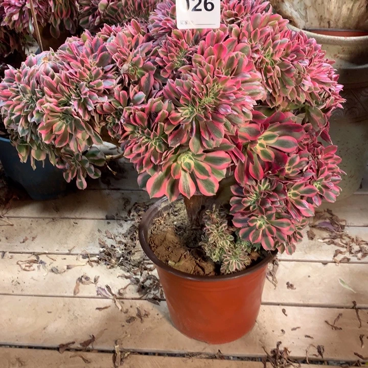 026粉女巫缀多肉法师