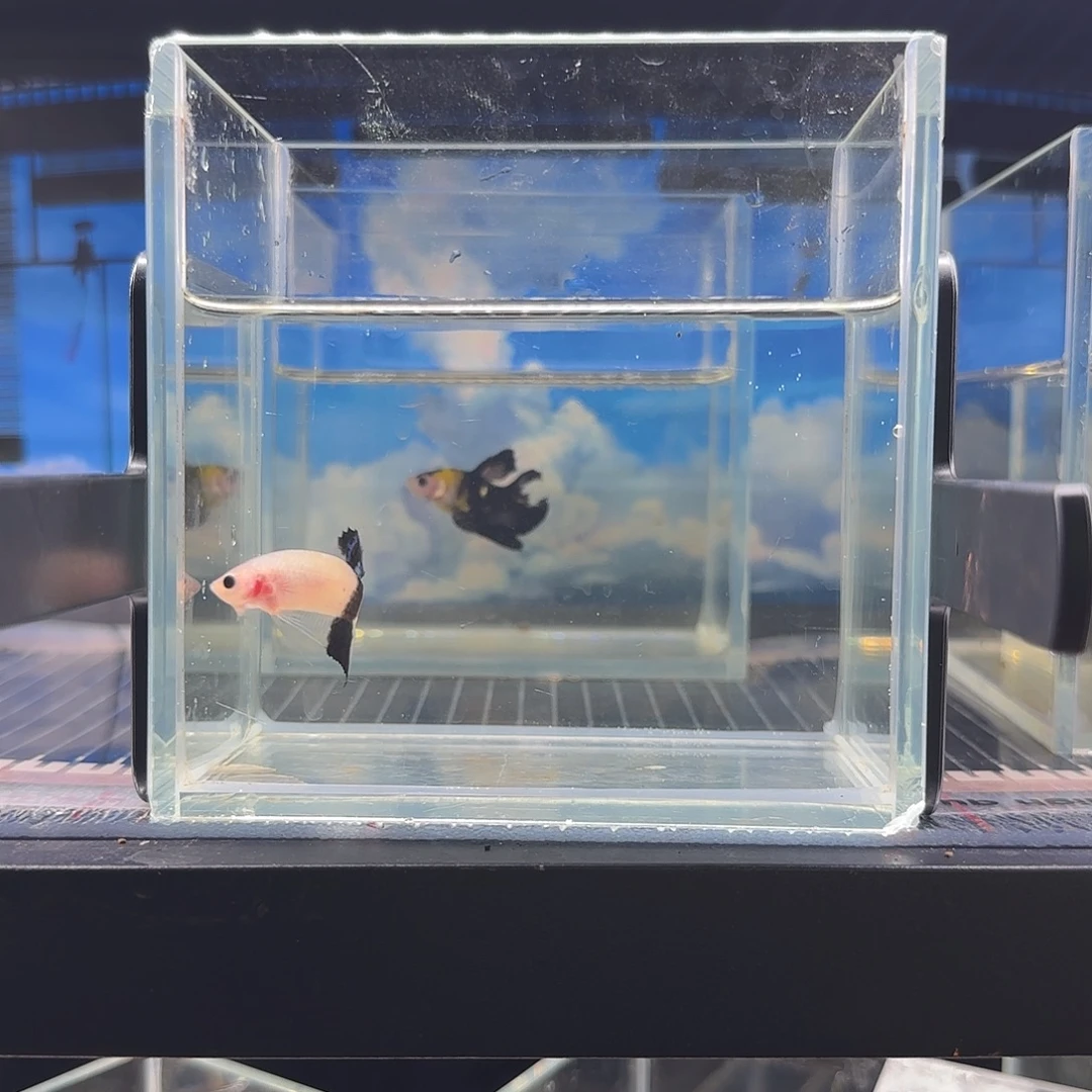 斗鱼vip精品高品质黑色蝴蝶结