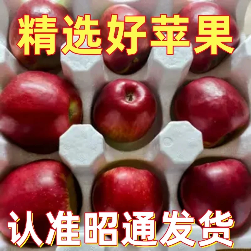 【净重9斤】云南昭通正宗红露冰糖心丑苹果红富士苹果新鲜现摘现发