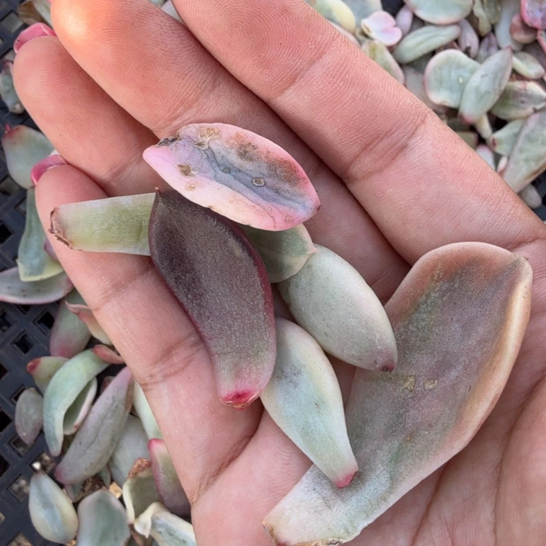 一组多肉锦一组多肉锦