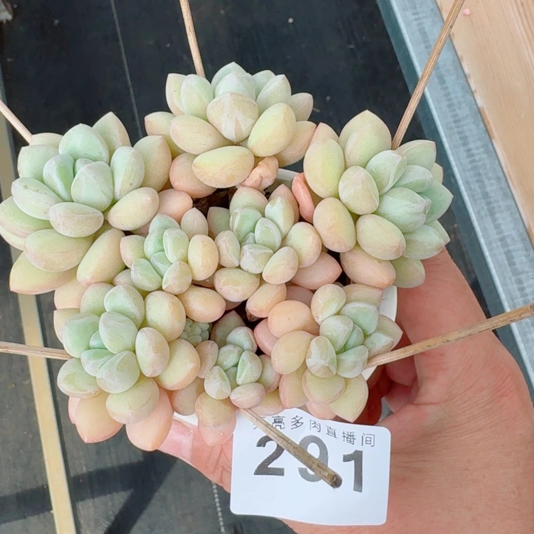 泡泡糖群生愿岁月温柔待你，未来闪闪发光。