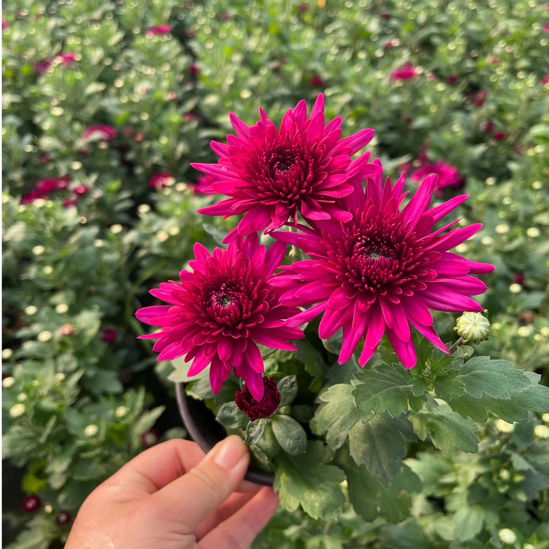 【荷兰菊小苗】荷兰菊多年生多季节开花植物耐高温耐低温