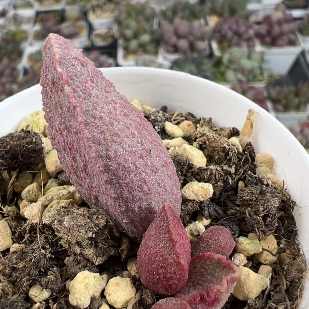 粉红猪肝多肉植物水泡