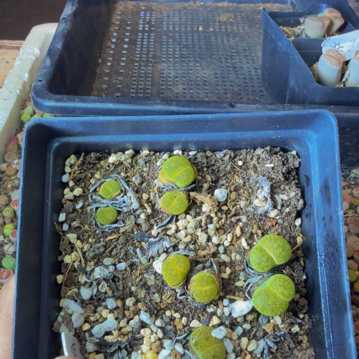 爆**哭多肉植物和植物131