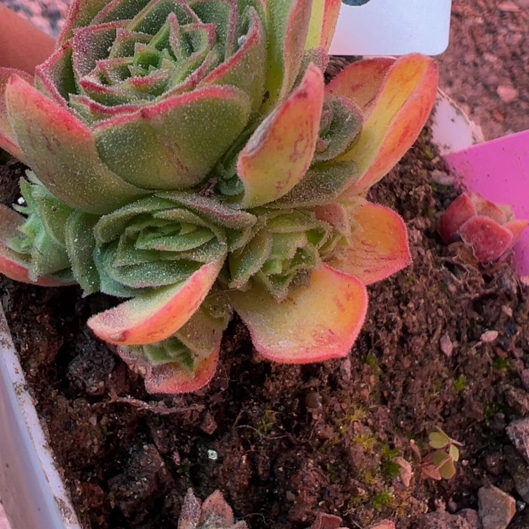 l**eT323。补差价福利