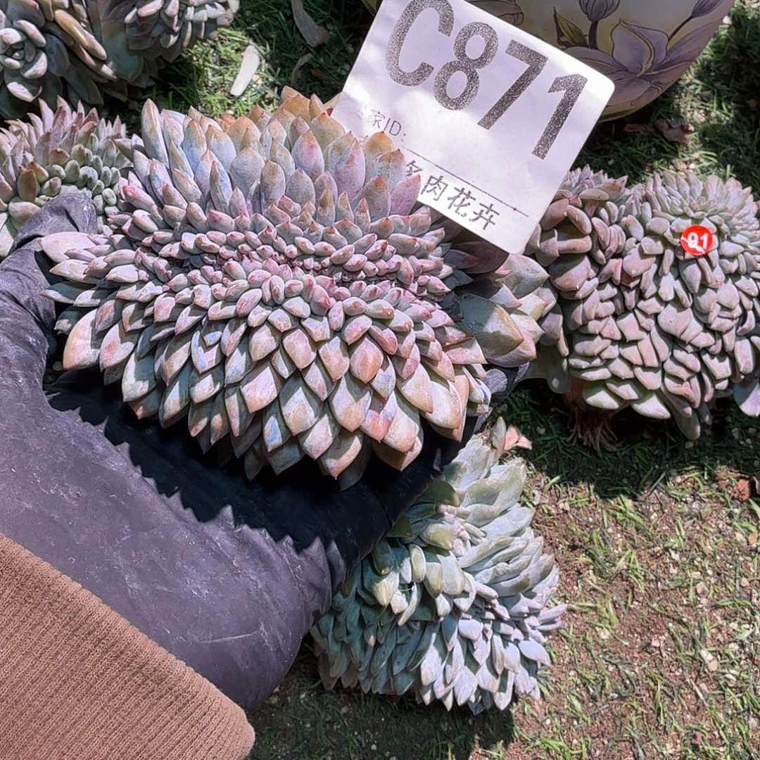 肉***）星影缀化有切呀呀呀