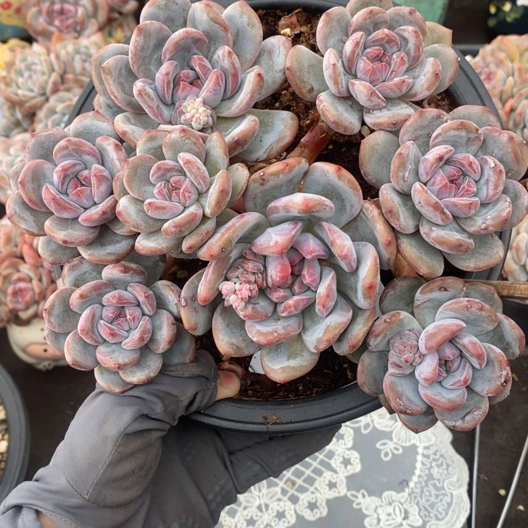八头大长腿模特