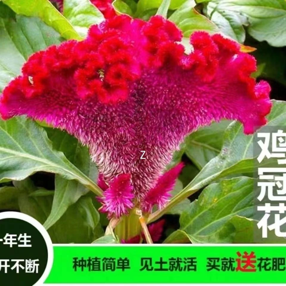 鸡冠花种子扇状观赏阳台庭院室外盆栽花种籽四季播种开花