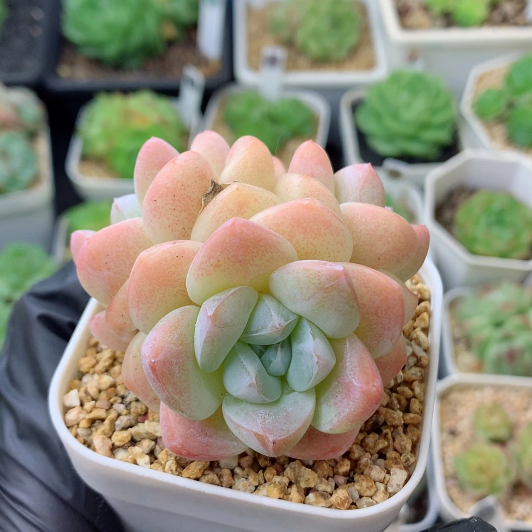 58包邮  群生不包整冰玉122