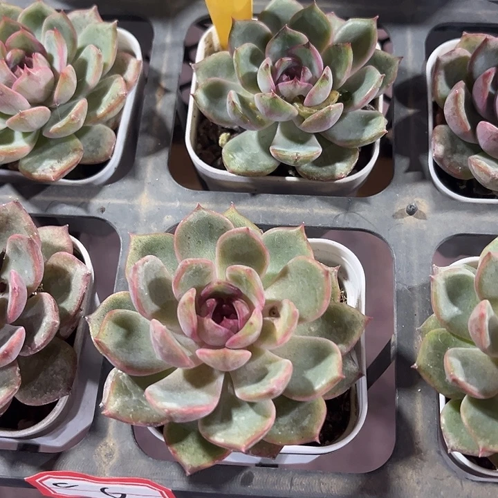 黑橙精品多肉植物