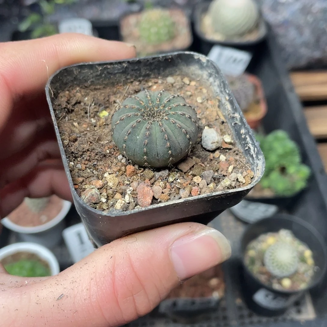 大型士童（满18包邮）