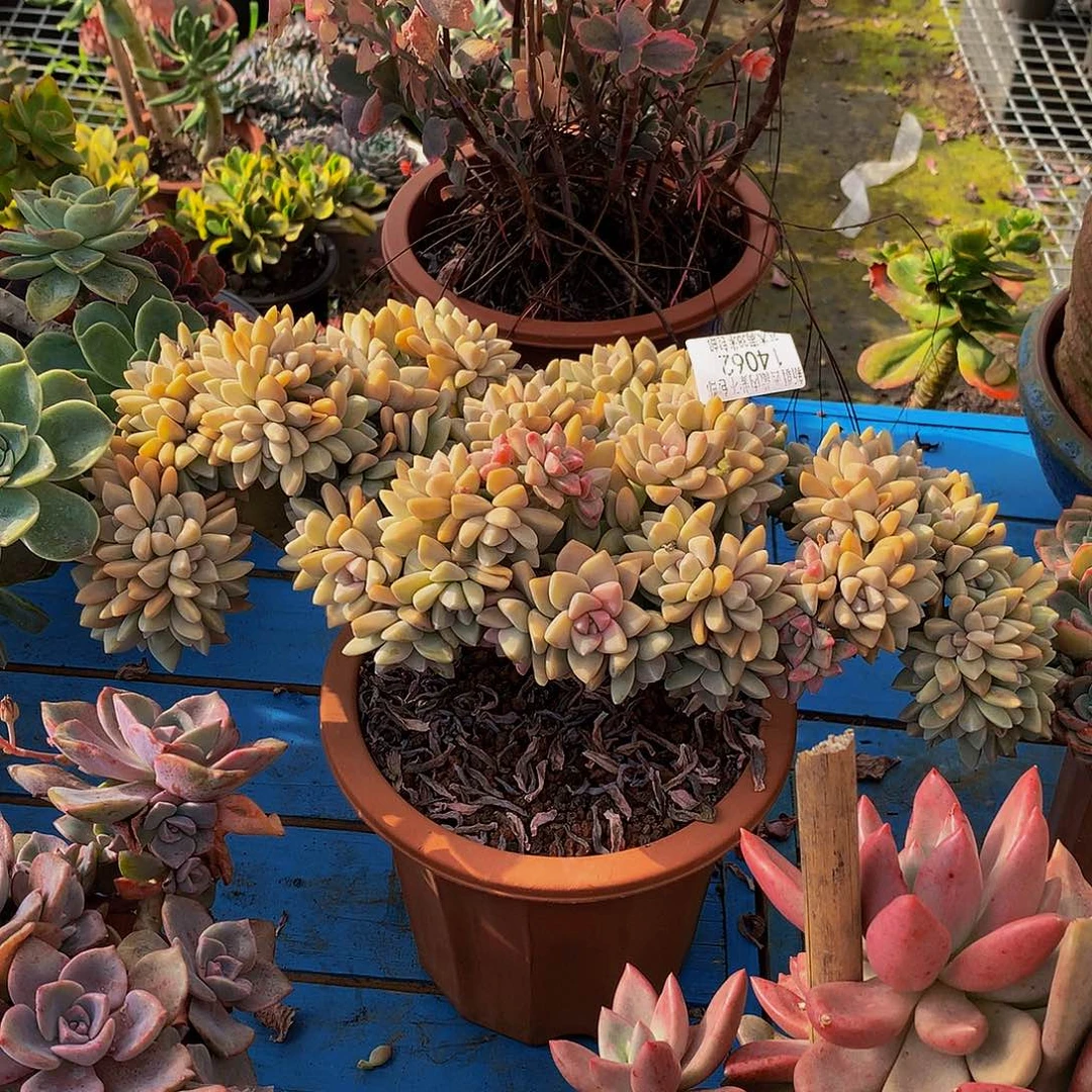 咖***啡    淡雪缀多肉14062