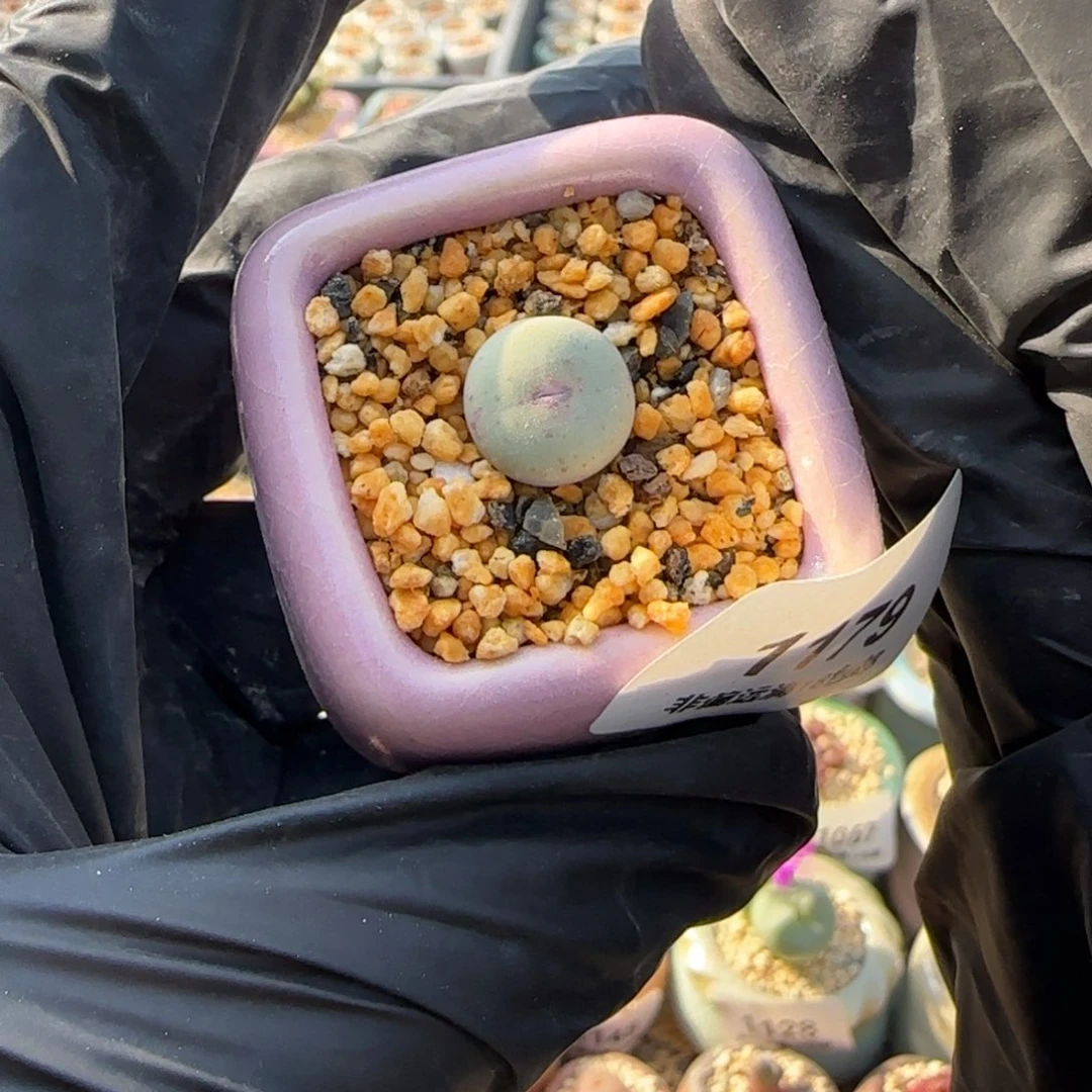 1179-一物一拍 带盆