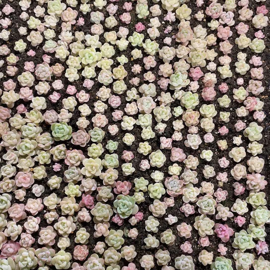 毅**深珍妮混一物一拍277