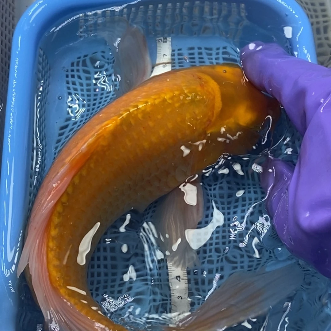 锦鲤冷水锦鲤包邮