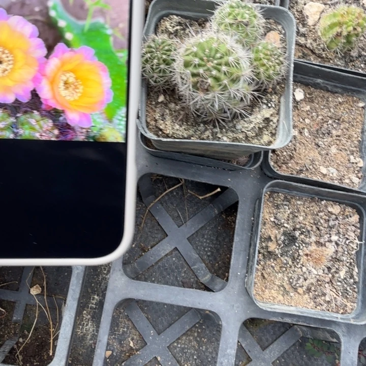 矮胖白檀仙人掌仙人球247