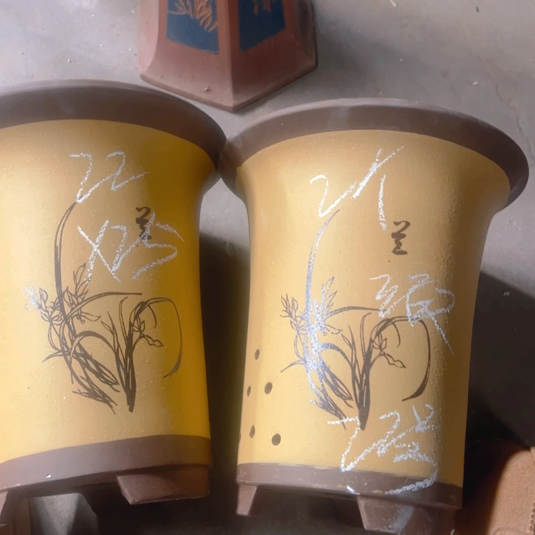 紫砂22号…………………………………………………………