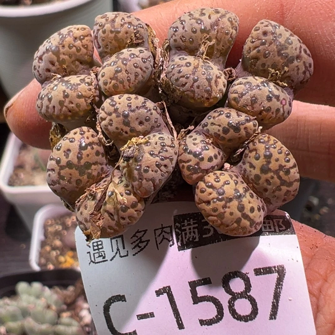 多肉植物1111111111111