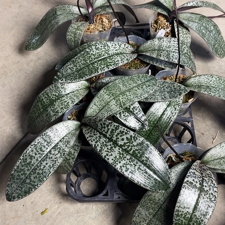 全部花苞云豹分生福利