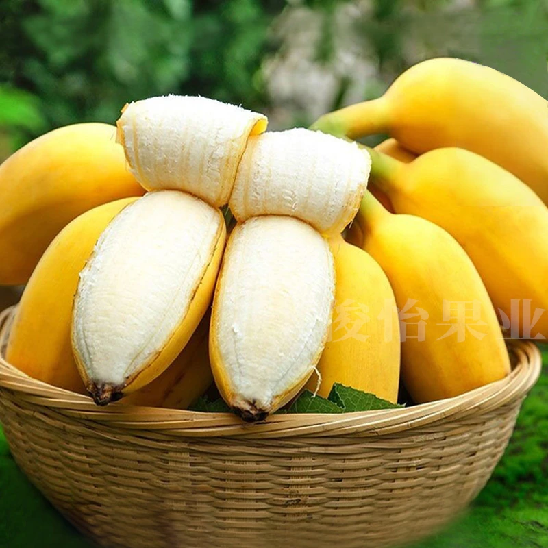 【俊怡】需催熟 广西苹果蕉3斤5斤 单果100g起 东三省可发