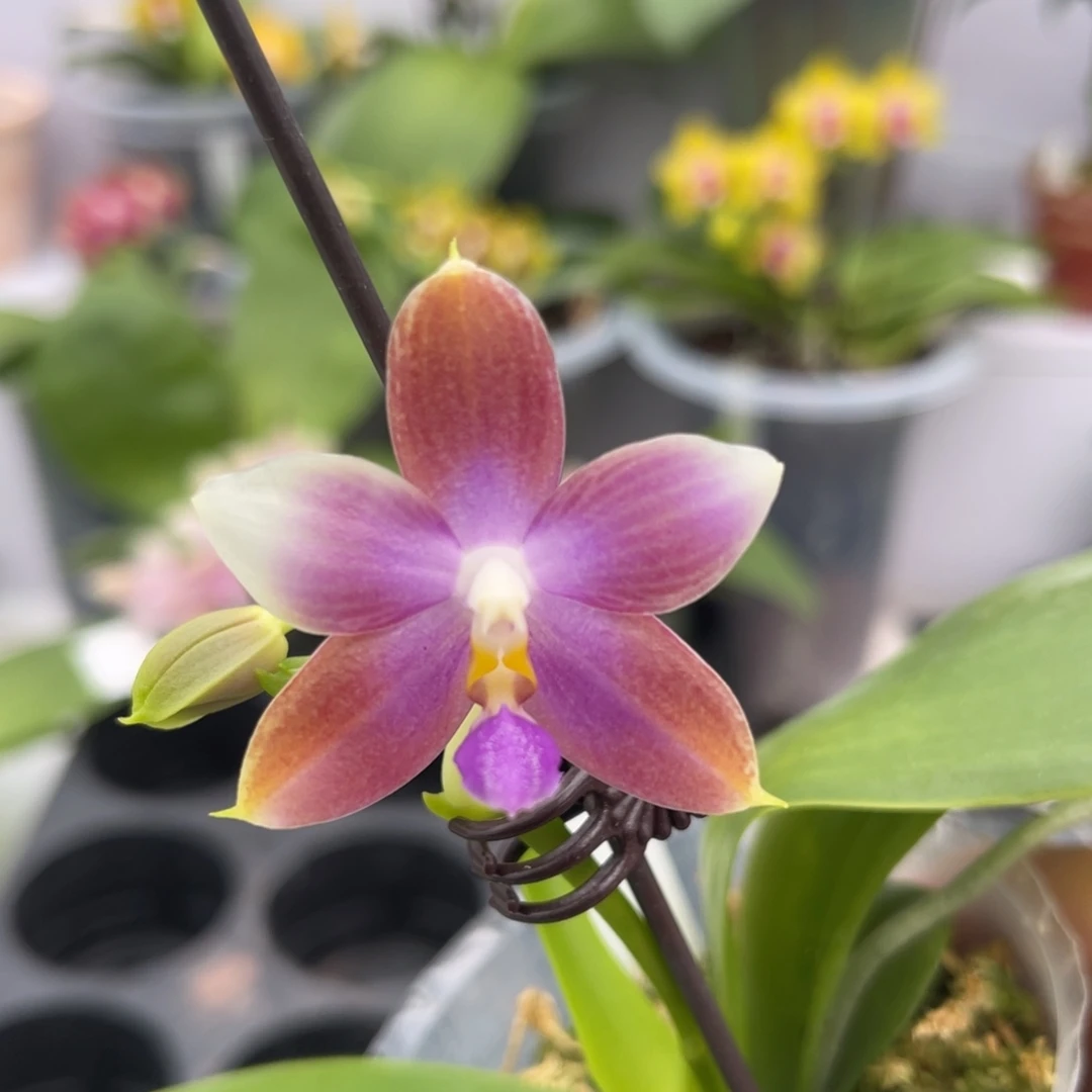 完全开放1086 2.8寸JG2374 一物一拍