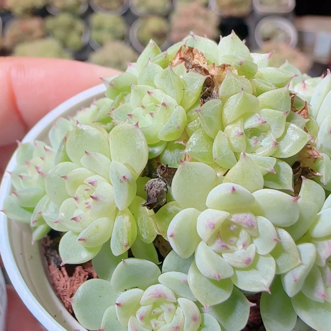 花语逸镜1111-31散