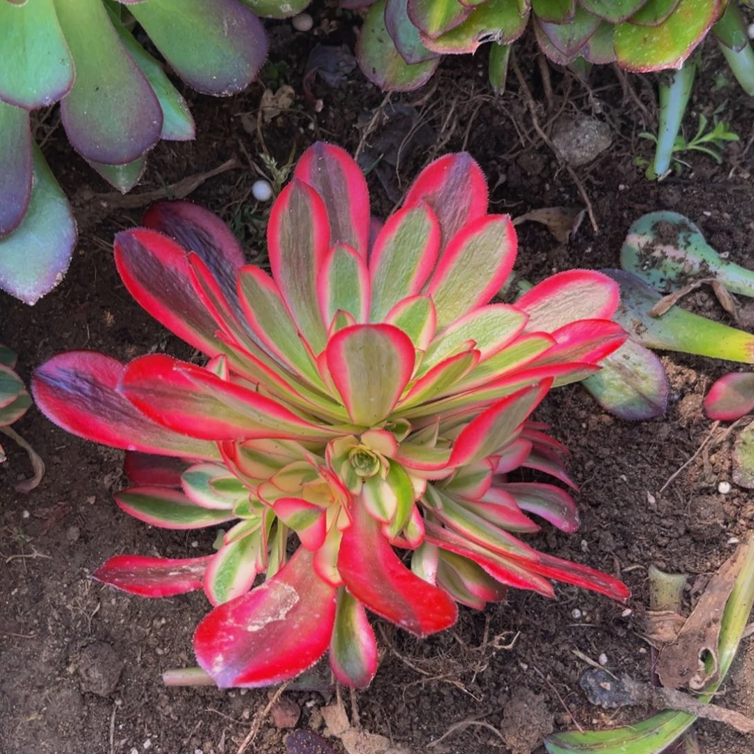 美杜莎多肉植物小苗多肉