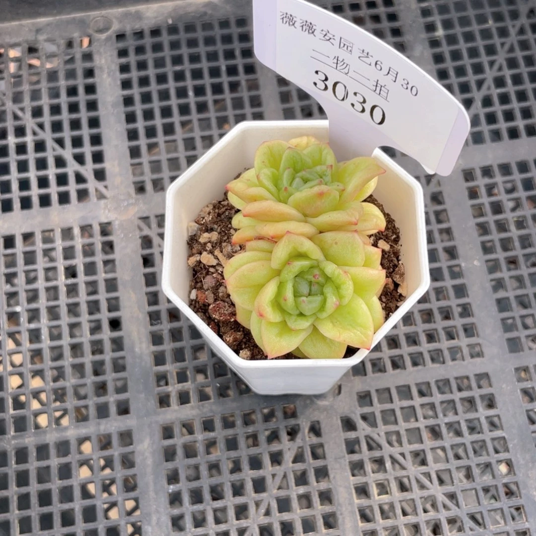 薇薇安园艺多肉3030