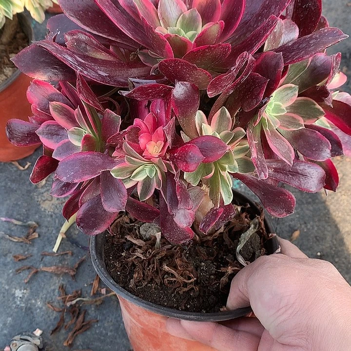 622金斯雀多肉植物