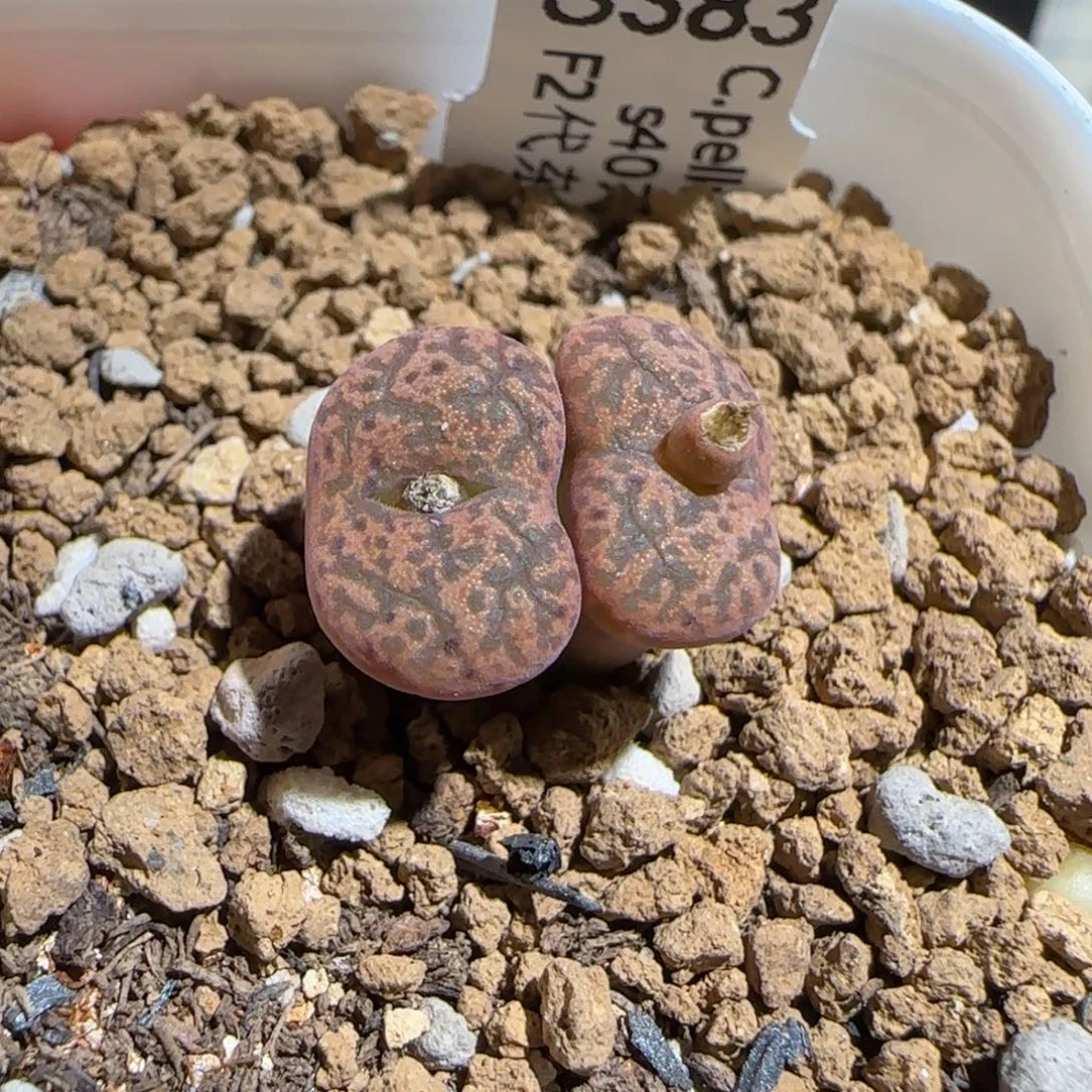 肉锥多肉植物组合-勋章1503