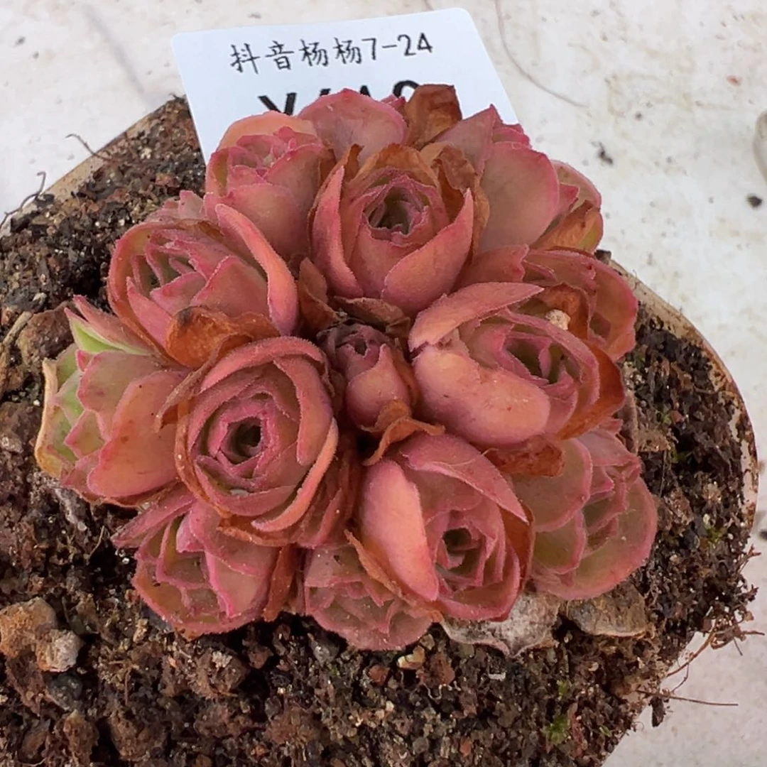 杨610 实验花床观察品