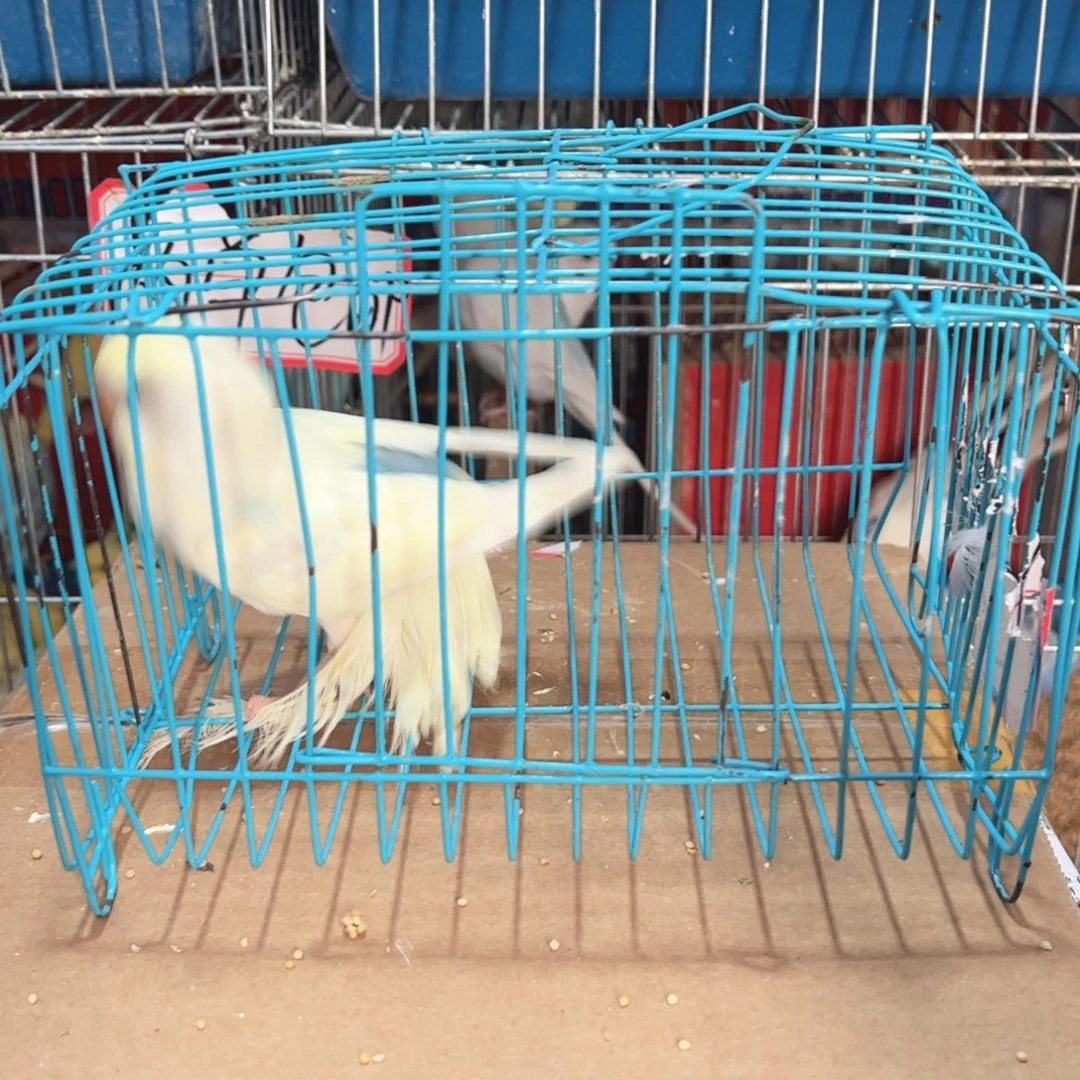 虎皮鹦鹉你的生活是