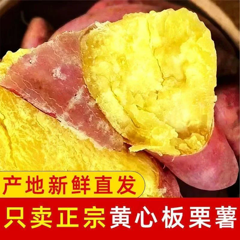 山东板栗蜜薯地瓜正宗番薯板栗红薯新鲜红薯香甜可蒸煮烤食蜜薯
