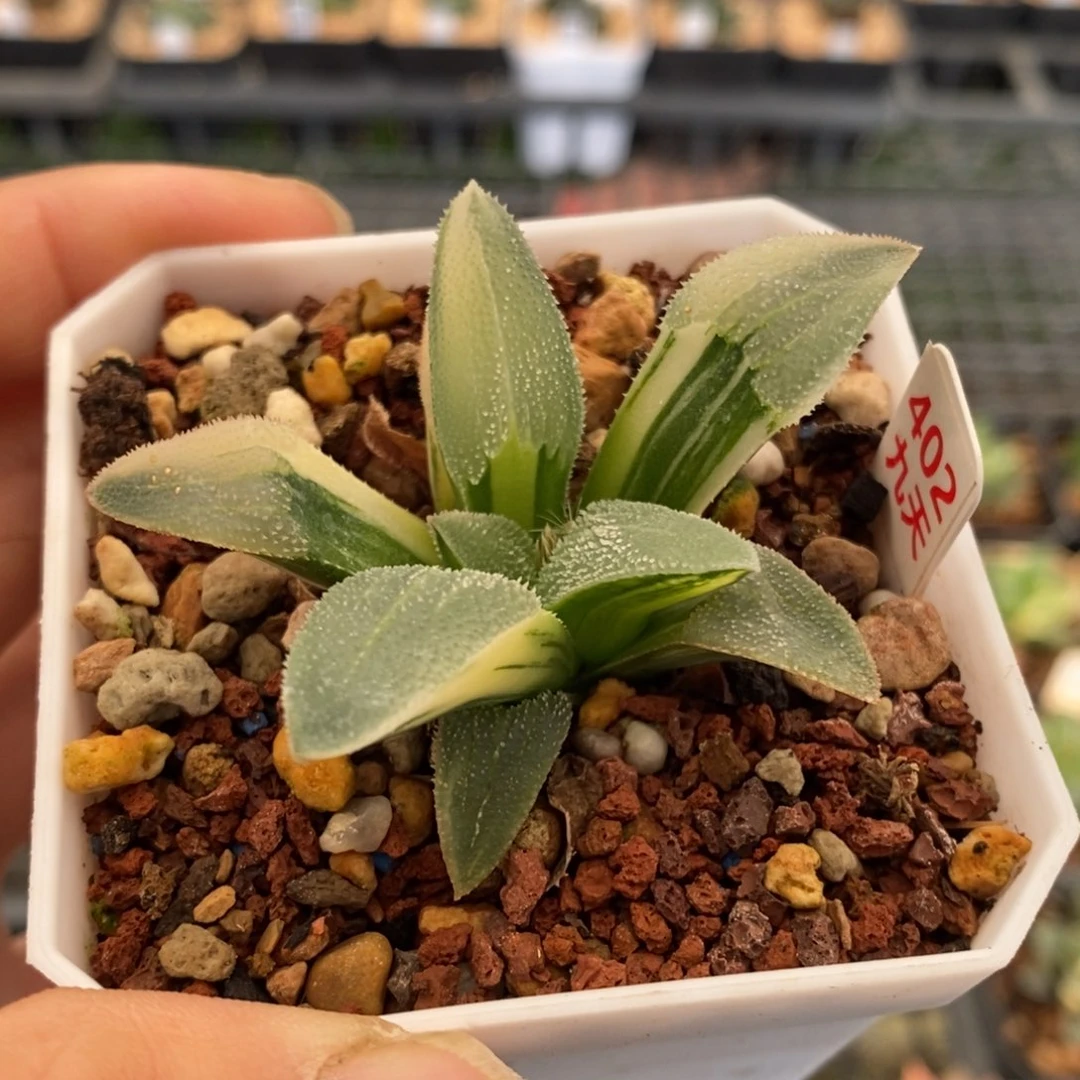 402号蓝光磨面锦多肉